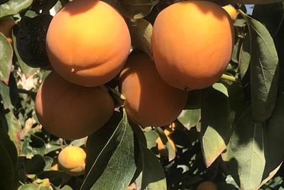 p42-44 ES persimmon B