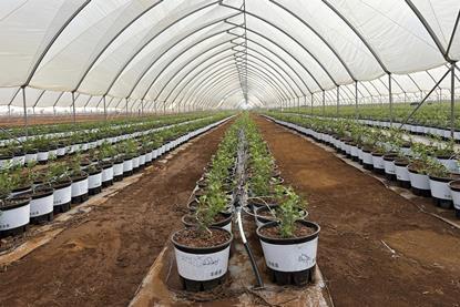 AgroBerries Laos blueberry production