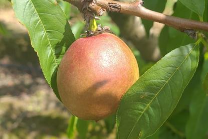 Staay stonefruit