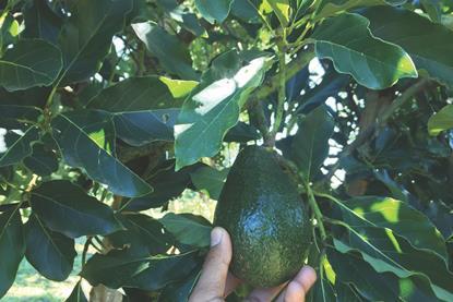 Myanmar Avocado Producer and Exporter Association pic1