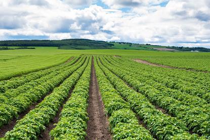 UK potato field