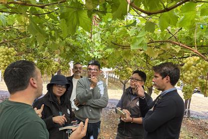 Italian grapes to Thailand