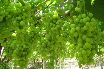 Namibian grapes