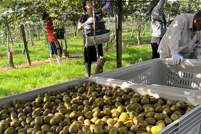 The kiwifruit harvest begins at Briant Brothers