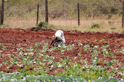 Smallscale farmer