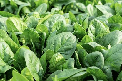 Organic spinach Adobe Stock