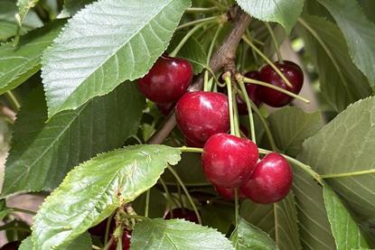 Argentine cherries