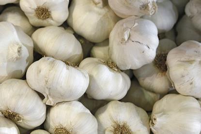 weißer_Knoblauch__Zeitz.jpg