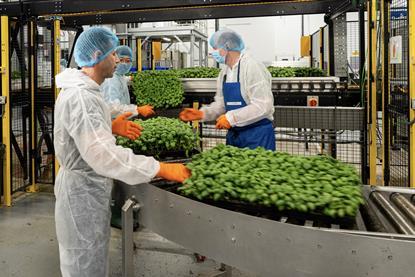 Fischer Farms vertical farm Norwich UK