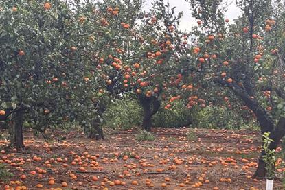 Asaja fruit drop winds Valencia