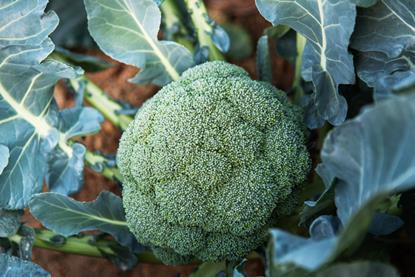 In 2025 some British broccoli growers had no option but to plough crop back into the fields or turn it into animal feed