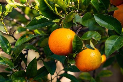 Japanese citrus Adobe Stock