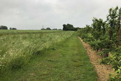 Flower strips next to an apple orchard can reduce pest control costs.