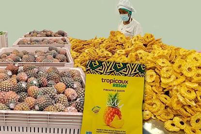 csm_KN994_Tropicaux_Collage1_003_1170px_9a7e16ab9d