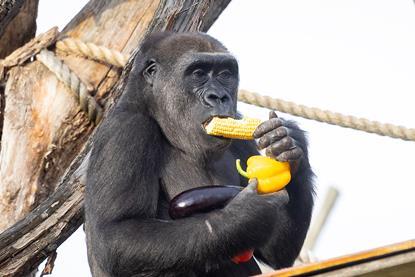 Gorilla Elika enjoyed a selection of yellow pepper, sweetcorn and aubergine