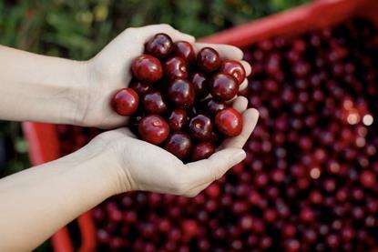 Spain Picota cherries in hand