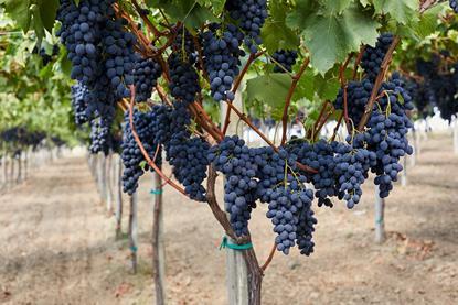 Moldova grape production