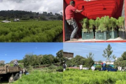 Apeam pine deliveries