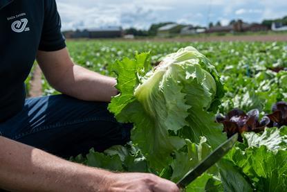 Enza Zaden iceberg lettuce
