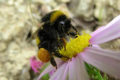 Bumblebees have aided with the crop