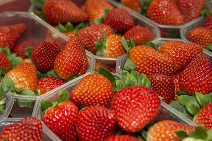 Cuna de Platero strawberries