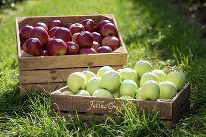 Apples from Grojec in wooden boxes Credit Sady Grojeckie Association