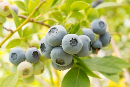 VentureFruit blueberries