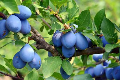 zwetschen-Di Wiltrud_AdobeStock