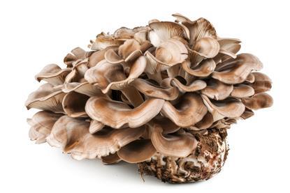 Pilz Maitake