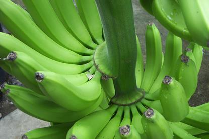 Bio-Bananen aus Ecuador