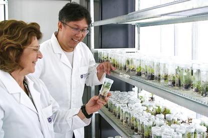 Professor Elizabeth Aitken and Dr Andrew Chen with tissue culture banana plants grown by crossing Calcutta 4 with a susceptible banana subspecies.