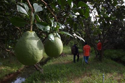 Vietnamese pomelo