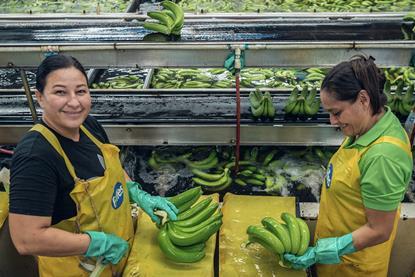 Fyffes fourth Human Rights Report banana sorting packing