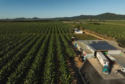 Banana Farm Hort innovation