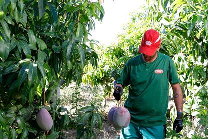 Trops mango grower