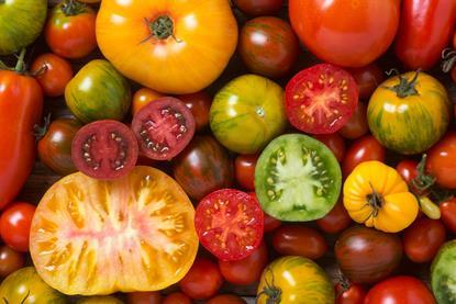 GEN tomatoes AdobeStock_121470119