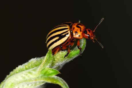 The Colorado beetle