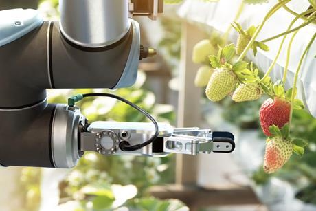 Robotic strawberry harvester Adobe Stock