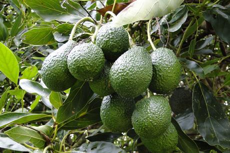 Avocado Hass