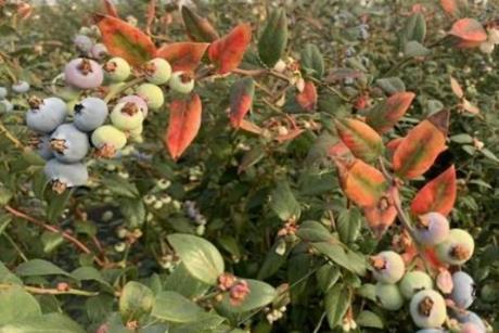 Die back symptoms blueberry plant (c) supplied by Costa Group Pty Ltd