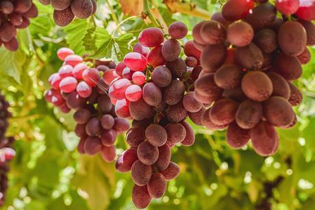 EG Pico red grapes