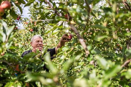 IT Vog Gala apple harvest credit Armin Huber
