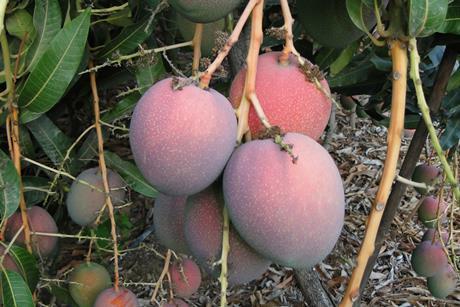 Empafrut Mangos Sorte Haden (1)