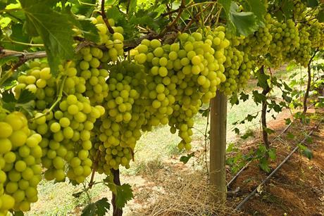 Australian table grapes