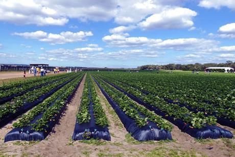 Florida strawberry production Adobe Stock