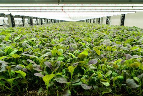 Fischer Farms is donating surplus produce to charity