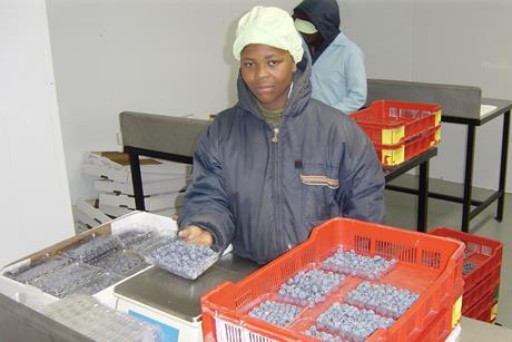 South African blueberries weighing packing checking