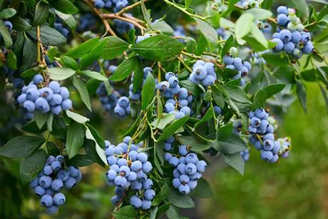 The Summer Berry Company said it experienced one of the most consistent harvest in years