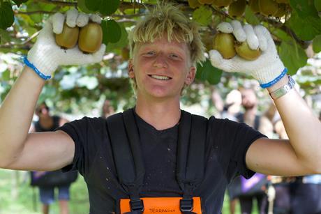 Seeka kiwifruit picker labour