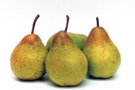 Rocha pears